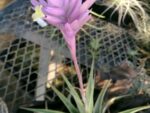 Tillandsia cacticola "New"