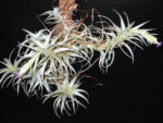Tillandsia nana "New"