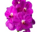 Vanda Bright Pink