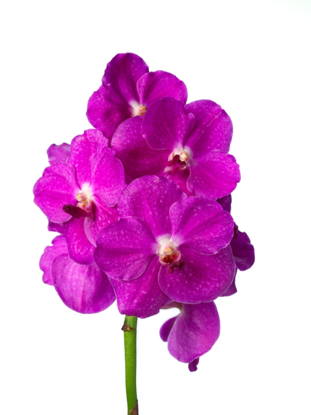 Vanda Bright Pink