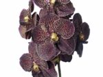 Vanda Sunanda Dark Chocolate Brown