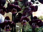 Phalaenopsis PH 104 Black Prince