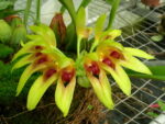 Bulbophyllum graveolens