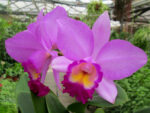 Cattleya hybrid 03