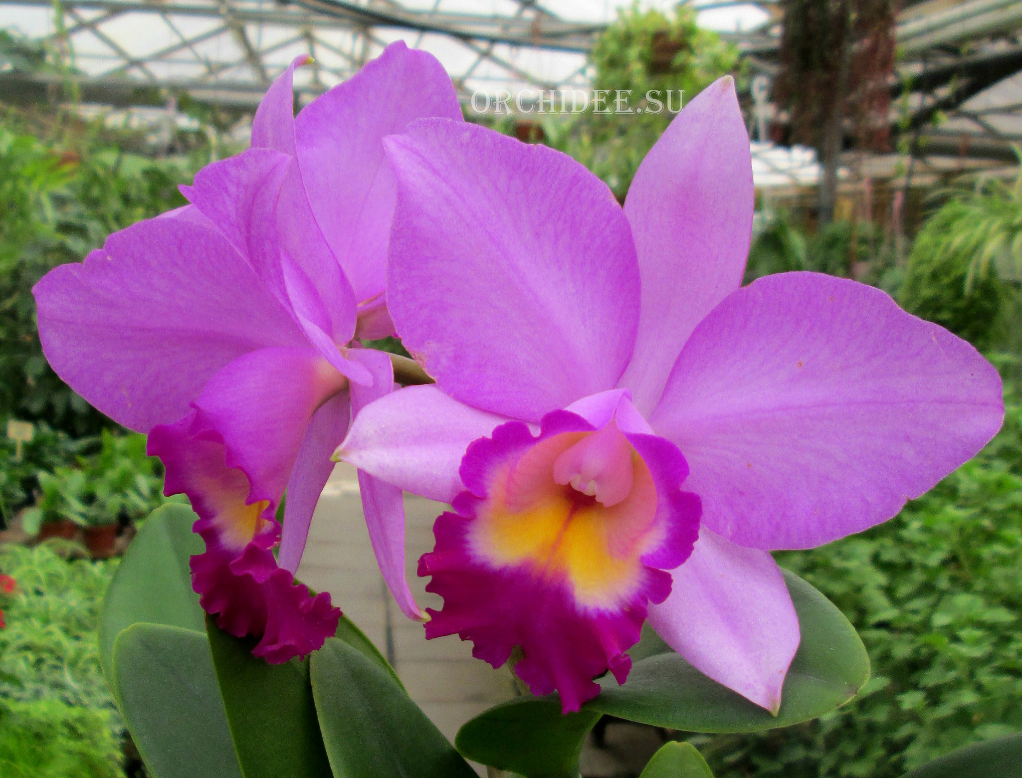 Cattleya hybrid 03