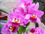 Cattleya hybrid 017