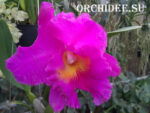 Cattleya hybrid 20