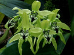 Coelogyne pandurata