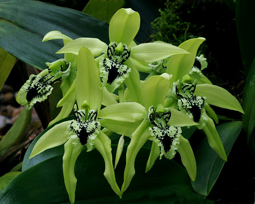 Coelogyne pandurata