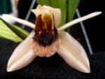 Coelogyne xyrekes