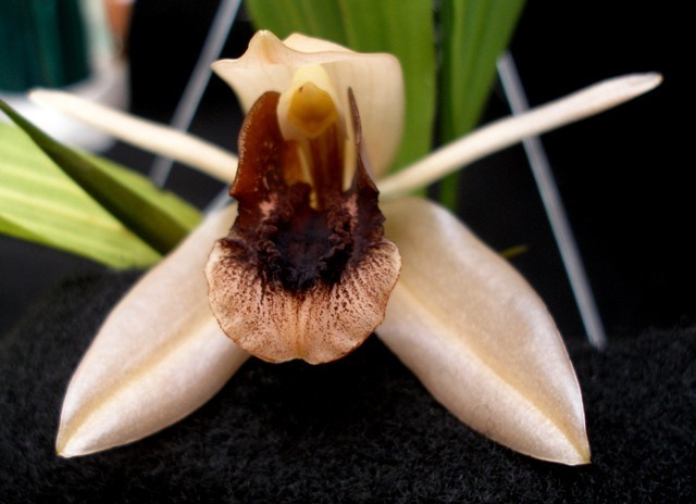 Coelogyne xyrekes