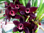 Cymbidium Kiwi Midnight