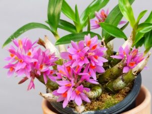 Dendrobium Dwarf Hibiki