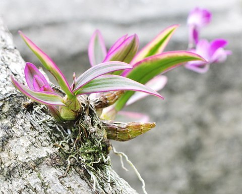 Dendrobium Dwarf variegated