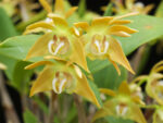 Dendrobium fleckeri
