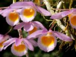 Dendrobium loddigesi
