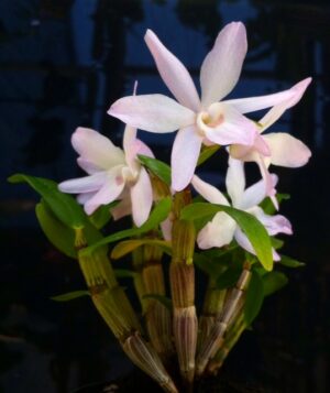 Dendrobium moniliforme pink flower