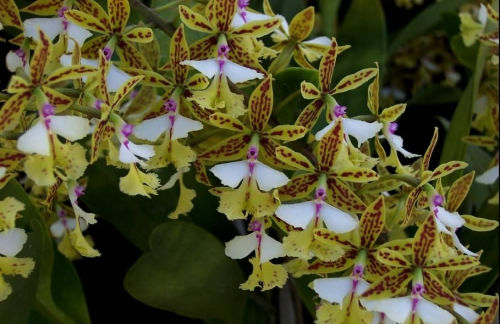 Epidendrum stamfordianum