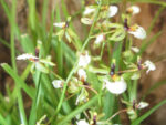 Gomesa radicans