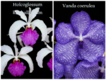 Holcoglossum kimballianum x Vanda coerulea "Select"