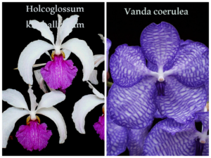 Holcoglossum kimballianum x Vanda coerulea "Select"