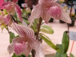 Paphiopedilum Woluwense (nuveum x rotschildianum)