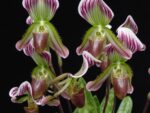 Paphiopedilum callosum var.sublaeve