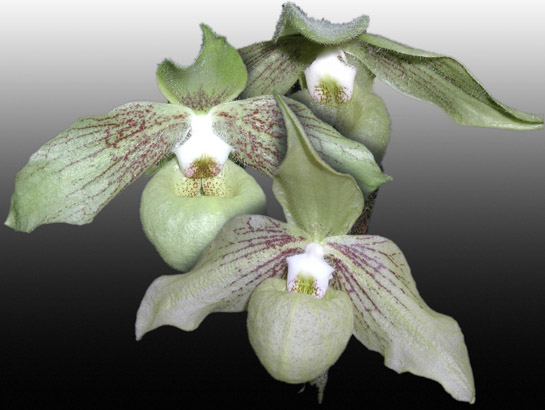 Paphiopedilum jackii