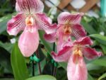 Paphiopedilum Tanja Pinkepank (micranthum x fairrieanum)