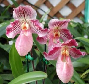 Paphiopedilum Tanja Pinkepank (micranthum x fairrieanum)