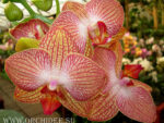 Phalaenopsis PH 096