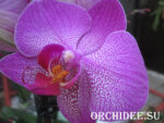 Phalaenopsis PH 099 Diamond Head