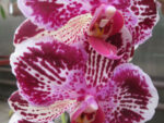 Doritaenopsis DTPS 008 Ching Ann Diamond