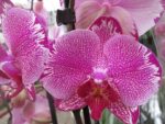 Phalaenopsis PH 101 Potter