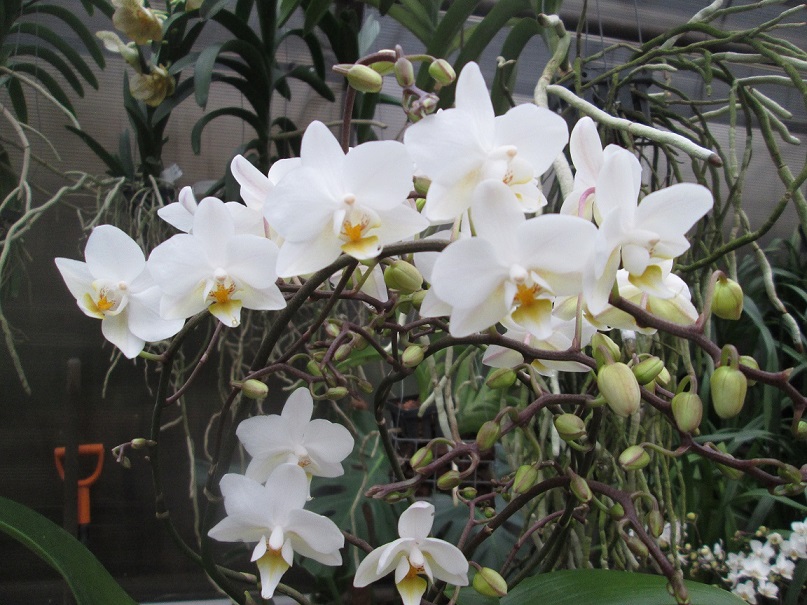 Phalaenopsis PH 105 Wildflowers White Cascade