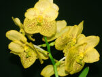 Vanda Sunandra Magic Yellow