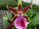 Zygopetalum Rhein Clown