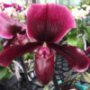 Paphiopedilum Black Jack