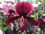Paphiopedilum Black Jack