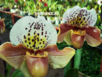 Paphiopedilum American hybrid 001