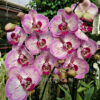 Phalaenopsis PH 100 Pinko Melody