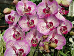 Phalaenopsis PH 100 Pinko Melody