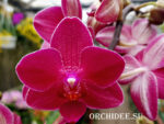 Phalaenopsis PHM 024