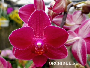 Phalaenopsis PHM 024