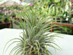 Tillandsia ionantha ssp. ionantha 'Silver'