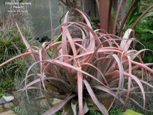 Tillandsia capitata peach