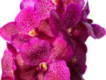 Vanda Sumathi Magic Fuchsia