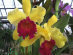 Brassolaeliocattleya Alma Kee 'Tipmalee' FCC/CST, AM/AOS