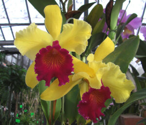 Brassolaeliocattleya Alma Kee 'Tipmalee' FCC/CST, AM/AOS