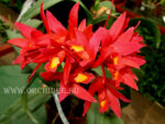 Cattlianthe Rojo ( cattleya milleri x guarianthe aurantica)